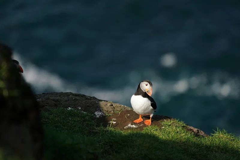 Tablou Canvas, "Puffin pe stâncă la malul mării", Puffin, Stâncă, Mare, Iarbă, Soare, Umbre, Penaj, Ocean, Peisaj, Natura, 150 x 100 cm – poza 2
