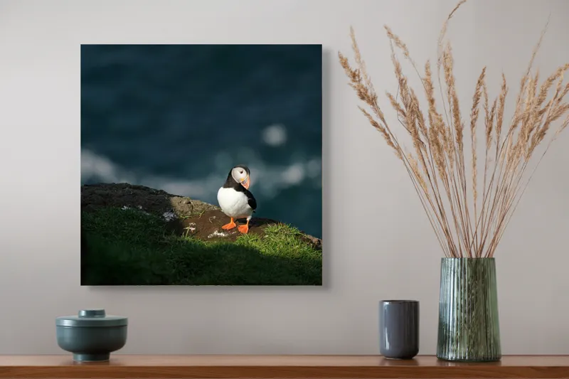 Tablou Canvas, "Puffin pe stâncă la malul mării", Puffin, Stâncă, Mare, Iarbă, Soare, Umbre, Penaj, Ocean, Peisaj, Natura, 50 x 50 cm – poza 4