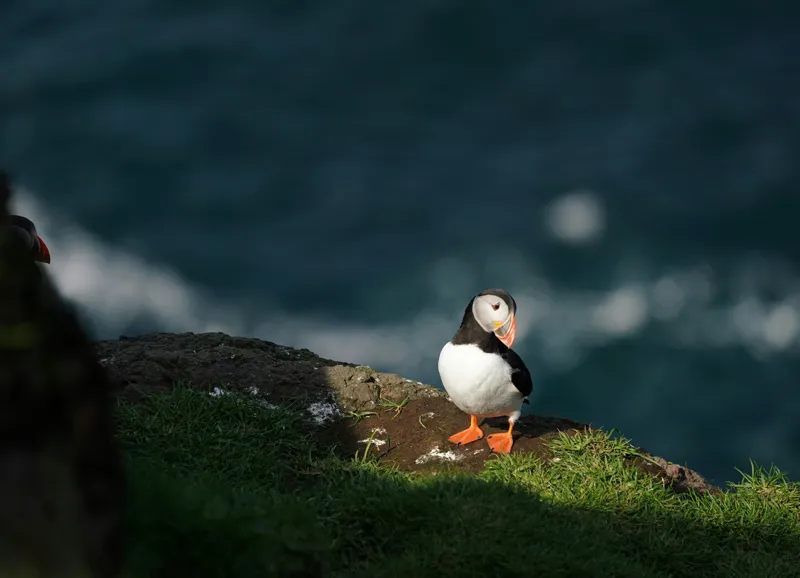 Tablou Canvas, "Puffin pe stâncă la malul mării", Puffin, Stâncă, Mare, Iarbă, Soare, Umbre, Penaj, Ocean, Peisaj, Natura, 54 x 39 cm – poza 2