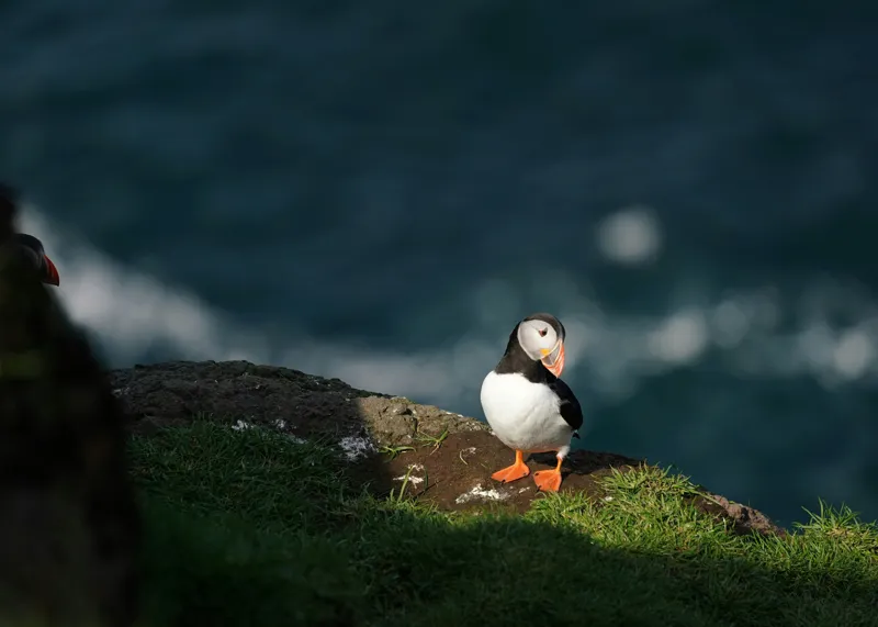 Tablou Canvas, "Puffin pe stâncă la malul mării", Puffin, Stâncă, Mare, Iarbă, Soare, Umbre, Penaj, Ocean, Peisaj, Natura, 70 x 50 cm – poza 2
