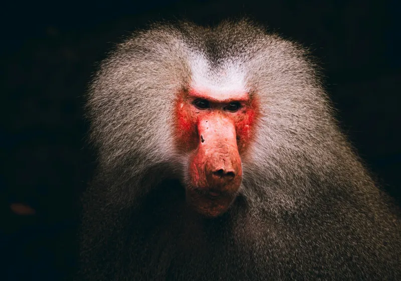 Tablou Canvas, "Misteriosul paznic al junglei africane", Baboon, Majestic, Expressive, Intense, Furry, Powerful, Gazing, 100 x 70 cm – poza 2
