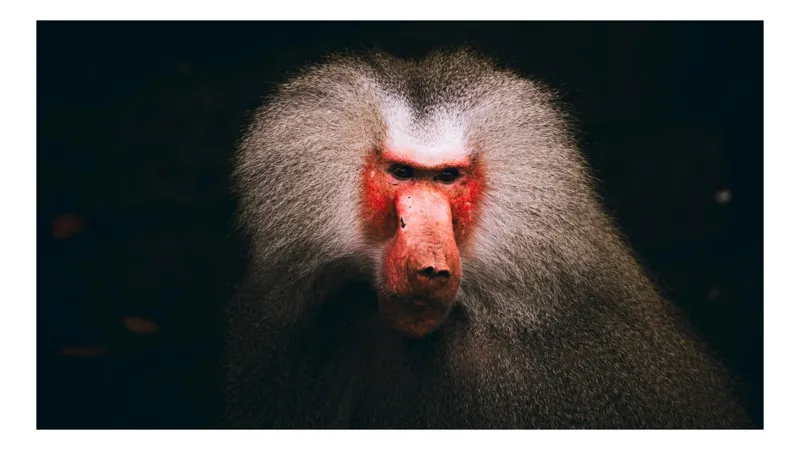 Tablou Canvas, "Misteriosul paznic al junglei africane", Baboon, Majestic, Expressive, Intense, Furry, Powerful, Gazing, 100 x 100 cm