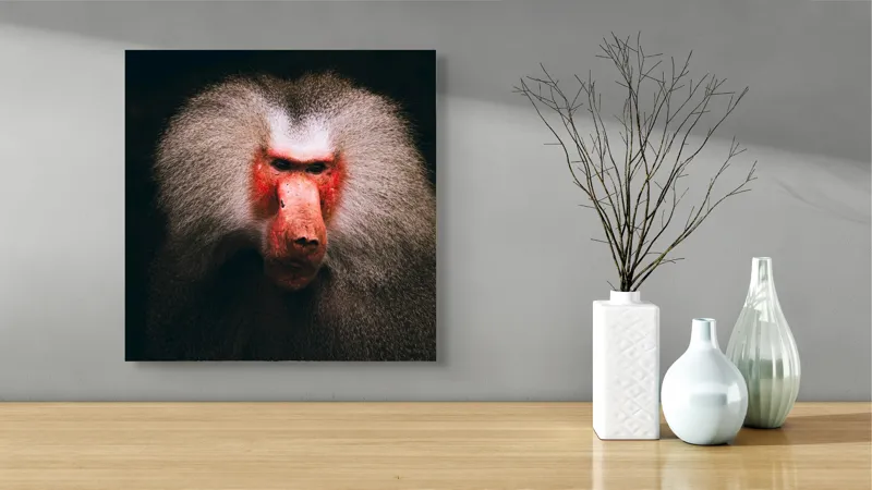 Tablou Canvas, "Misteriosul paznic al junglei africane", Baboon, Majestic, Expressive, Intense, Furry, Powerful, Gazing, 50 x 50 cm – poza 3