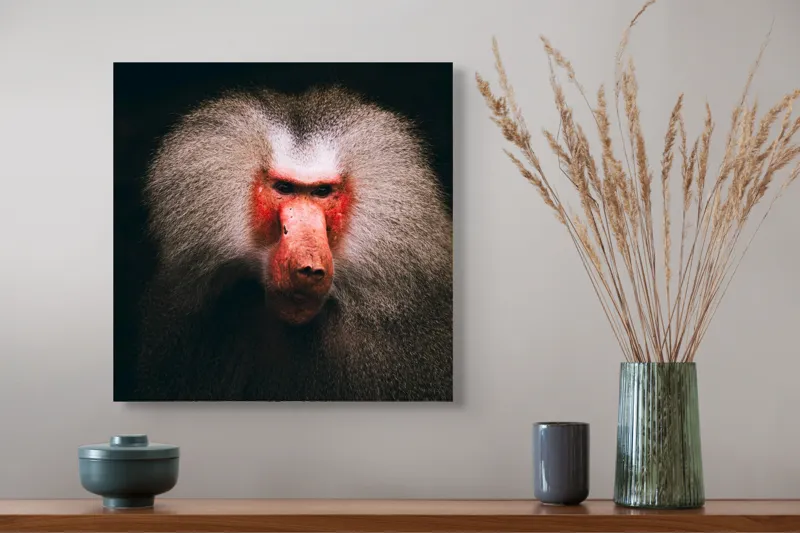 Tablou Canvas, "Misteriosul paznic al junglei africane", Baboon, Majestic, Expressive, Intense, Furry, Powerful, Gazing, 50 x 50 cm – poza 4