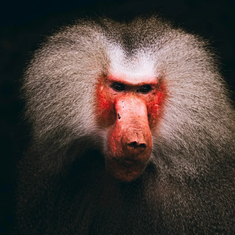 Tablou Canvas, "Misteriosul paznic al junglei africane", Baboon, Majestic, Expressive, Intense, Furry, Powerful, Gazing, 50 x 50 cm – poza 2