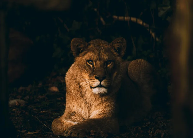 Tablou Canvas, "Regina în liniștea nopții africane", Puternic, Regal, Majestic, Vultur, Noapte, Reflexie, Serenitate, Forta, 70 x 50 cm – poza 2