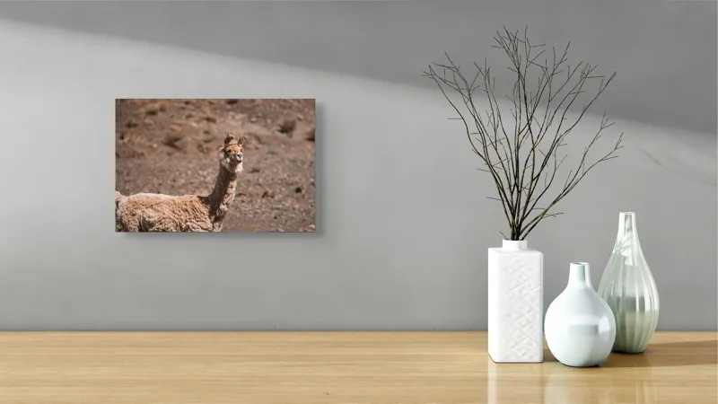 Tablou Canvas, "Lama în deșertul pietros al Anzilor", 39 x 26 cm – poza 8