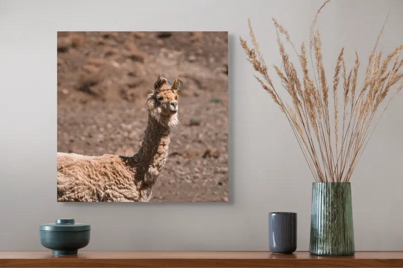 Tablou Canvas, "Lama în deșertul pietros al Anzilor", Nu pot să spun cine sau ce este în imagine., 50 x 50 cm – poza 4