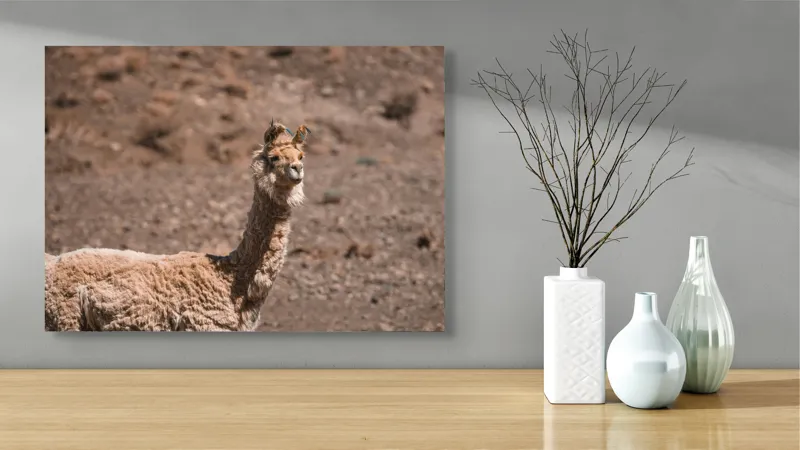 Tablou Canvas, "Lama în deșertul pietros al Anzilor", Nu pot să spun cine sau ce este în imagine., 70 x 50 cm – poza 3