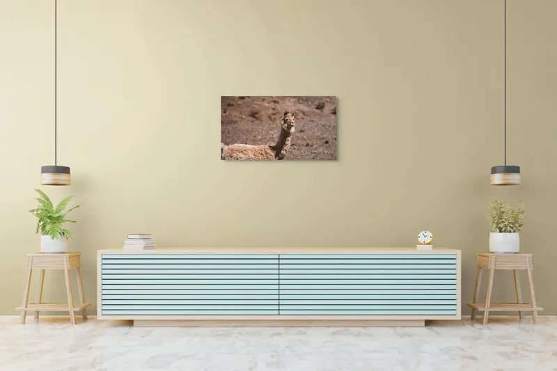 Tablou Canvas, "Lama în deșertul pietros al Anzilor", 90 x 50 cm – poza 5