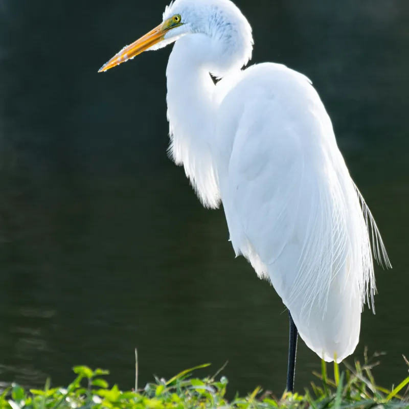 Tablou Canvas, "Egreta albă în lumina dimineții", Egret, Elegance, Plumage, Reflection, Nature, 100 x 100 cm – poza 2