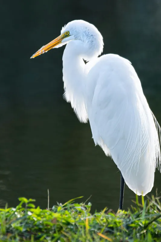 Tablou Canvas, "Egreta albă în lumina dimineții", Egret, Elegance, Plumage, Reflection, Nature, 100 x 150 cm – poza 2