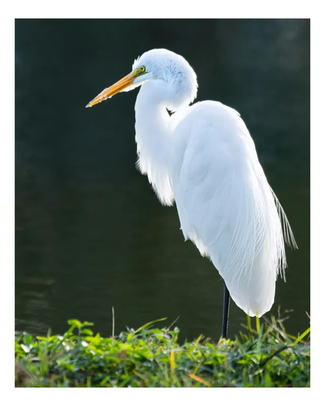 Tablou Canvas, "Egreta albă în lumina dimineții", Egret, Elegance, Plumage, Reflection, Nature, 26 x 39 cm
