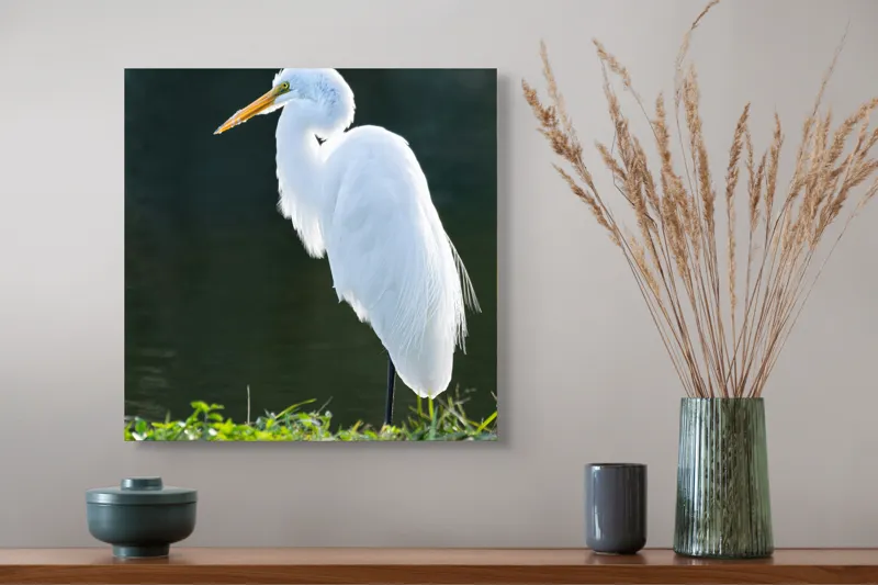 Tablou Canvas, "Egreta albă în lumina dimineții", Egret, Elegance, Plumage, Reflection, Nature, 50 x 50 cm – poza 4