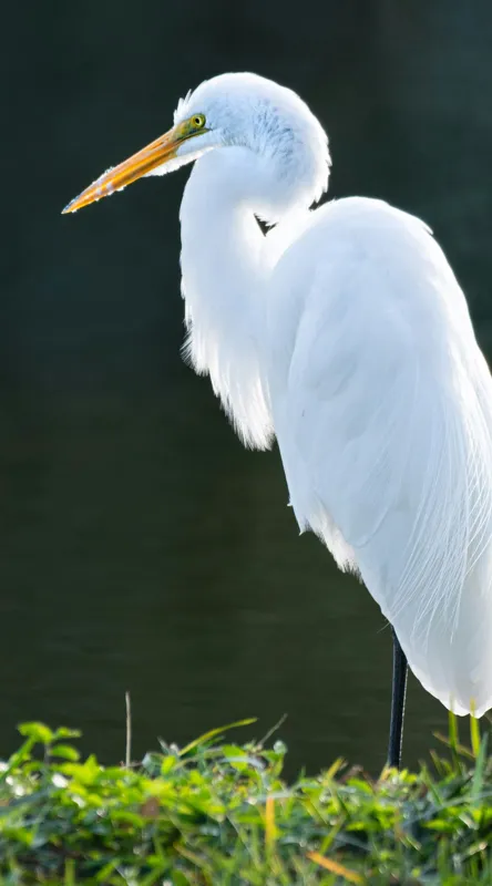 Tablou Canvas, "Egreta albă în lumina dimineții", Egret, Elegance, Plumage, Reflection, Nature, 50 x 90 cm – poza 2