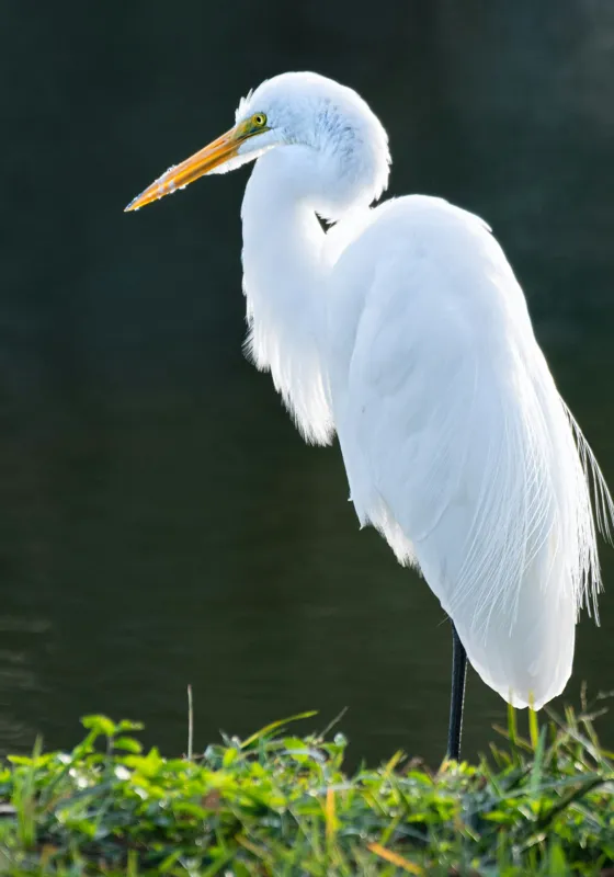 Tablou Canvas, "Egreta albă în lumina dimineții", Egret, Elegance, Plumage, Reflection, Nature, 70 x 100 cm – poza 2