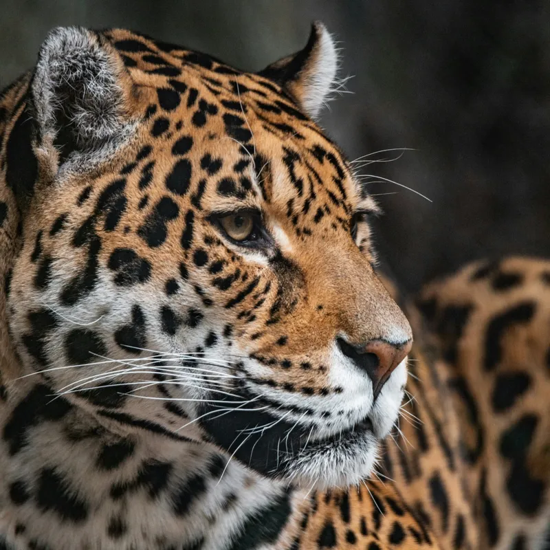 Tablou Canvas, "Privirea enigmatică a jaguarului", Jaguar, Blană, Pete, Ochi, Majestuos, Natură, Vânat, Felină, 100 x 100 cm – poza 2