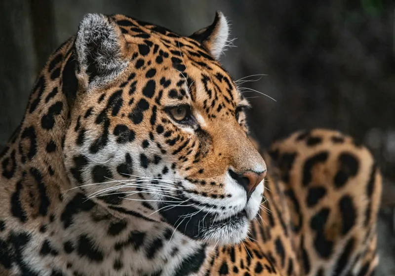 Tablou Canvas, "Privirea enigmatică a jaguarului", Jaguar, Blană, Pete, Ochi, Majestuos, Natură, Vânat, Felină, 100 x 70 cm – poza 2