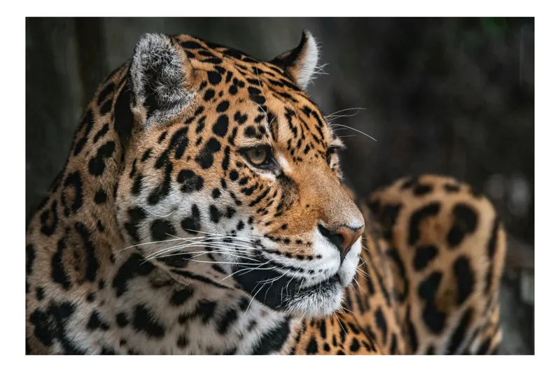 Tablou Canvas, "Privirea enigmatică a jaguarului", Jaguar, Blană, Pete, Ochi, Majestuos, Natură, Vânat, Felină, 70 x 50 cm