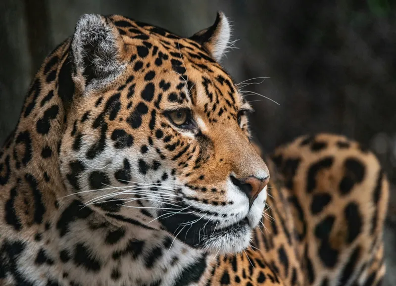 Tablou Canvas, "Privirea enigmatică a jaguarului", Jaguar, Blană, Pete, Ochi, Majestuos, Natură, Vânat, Felină, 54 x 39 cm – poza 2
