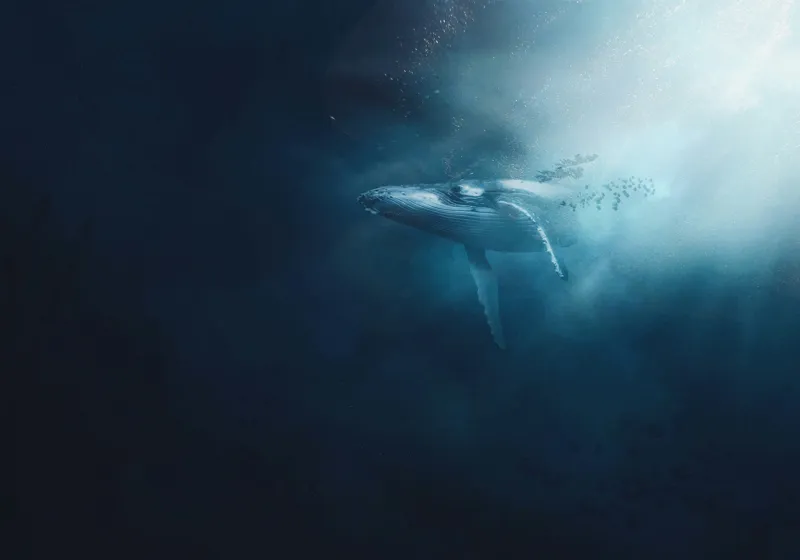 Tablou Canvas, "Balena dansând în lumina albastră", Albastru, Lumină, Balena, Ocean, Nemărginire, Mister, Grație, Profunzime, Frumusețe, Calm., 100 x 70 cm – poza 2