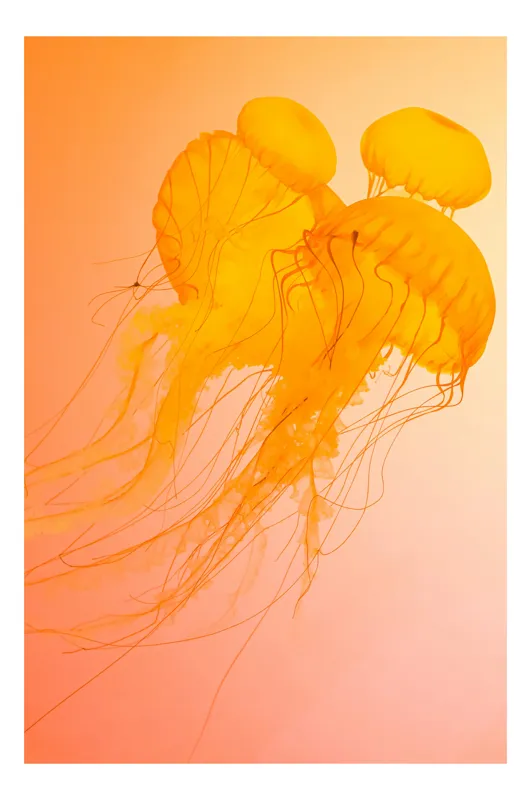 Tablou Canvas, "Dansul meduzelor în lumina apusului", Meduze, Portocalii, Eteric, Valuri, Grație, Transparență, Ocean, Mister, Frumusețe, Flotare, 50 x 70 cm