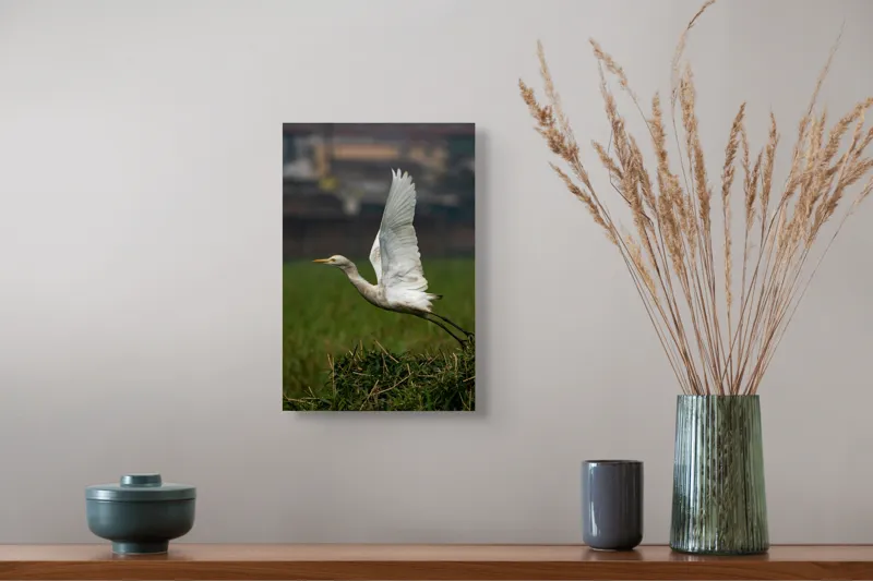 Tablou Canvas, "Egreta alunecând prin natură verde", Egreta, Zbor, Aripi, Libertate, Natură, Graziozitate, Verdeață, Peisaj., 26 x 39 cm – poza 5