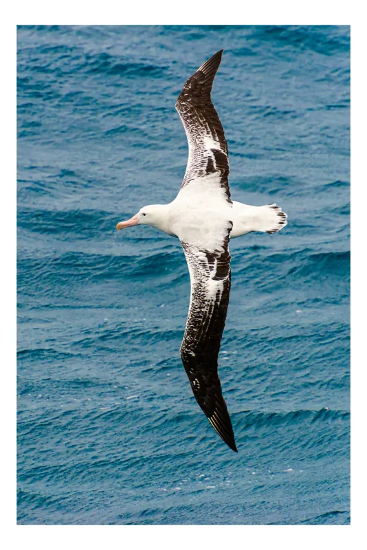 Tablou Canvas, "Albatros survolând oceanul albastru", Imens, Grațios, Albatros, Ocean, Zbor, Libertate, Aripi, Apă, Natură, Magnific, 50 x 70 cm