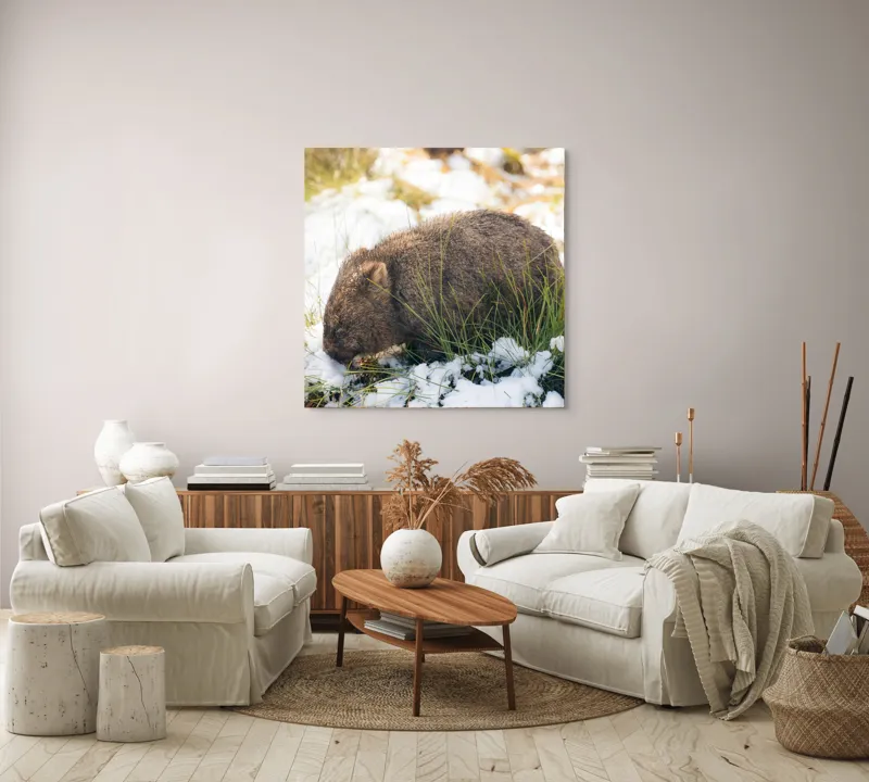 Tablou Canvas, "Wombat explorând zăpada și iarba", 100 x 100 cm – poza 3