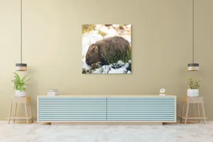 Tablou Canvas, "Wombat explorând zăpada și iarba", 100 x 100 cm – poza 5