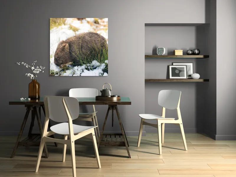 Tablou Canvas, "Wombat explorând zăpada și iarba", 100 x 100 cm – poza 6