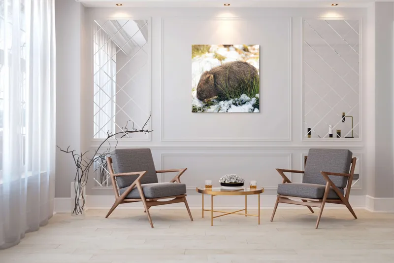 Tablou Canvas, "Wombat explorând zăpada și iarba", 100 x 100 cm – poza 7