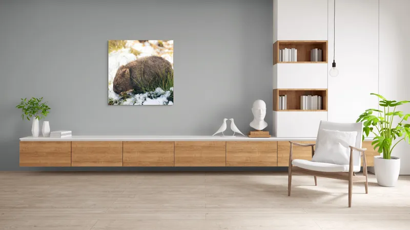 Tablou Canvas, "Wombat explorând zăpada și iarba", 100 x 100 cm – poza 8