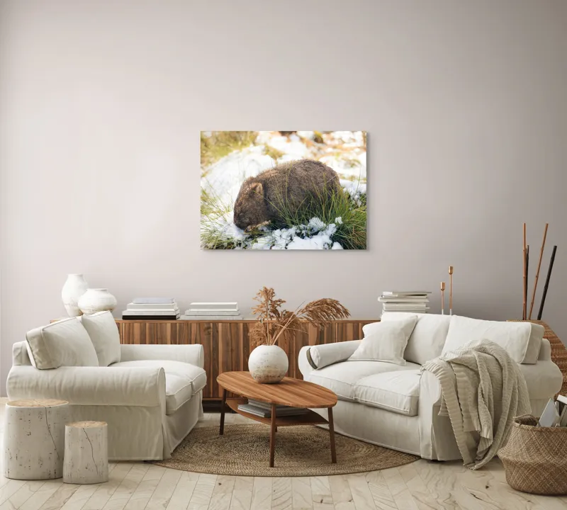Tablou Canvas, "Wombat explorând zăpada și iarba", 100 x 70 cm – poza 3