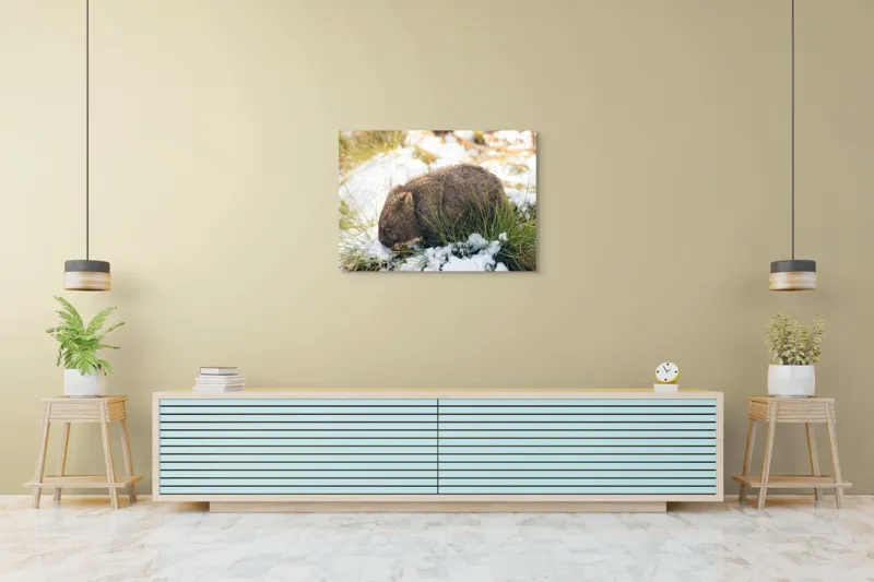 Tablou Canvas, "Wombat explorând zăpada și iarba", 100 x 70 cm – poza 4