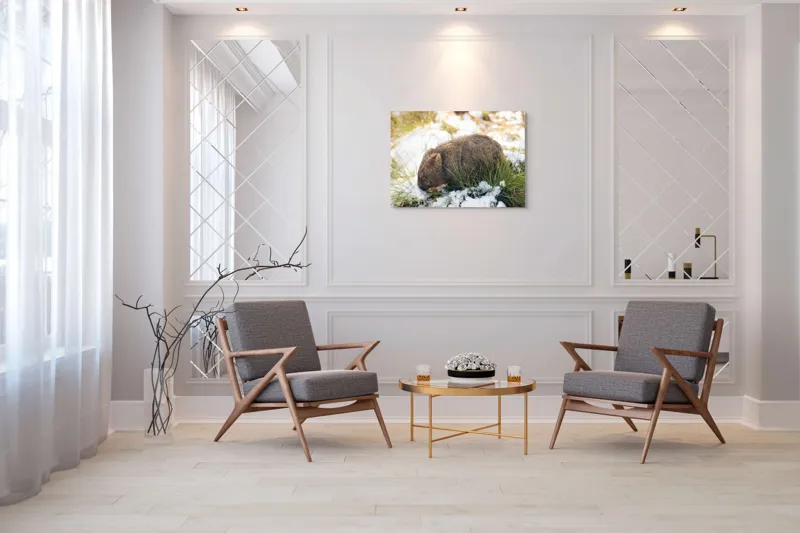 Tablou Canvas, "Wombat explorând zăpada și iarba", 100 x 70 cm – poza 5