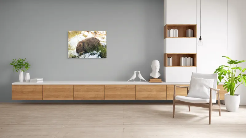Tablou Canvas, "Wombat explorând zăpada și iarba", 100 x 70 cm – poza 6
