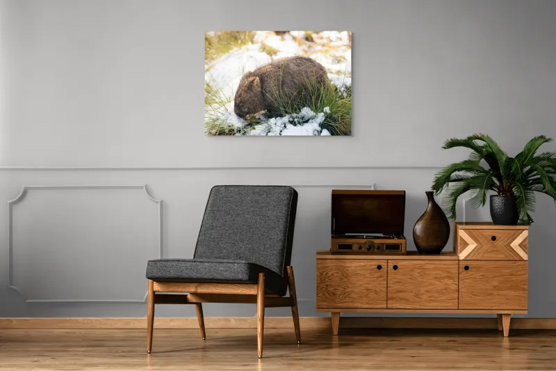 Tablou Canvas, "Wombat explorând zăpada și iarba", 100 x 70 cm – poza 8