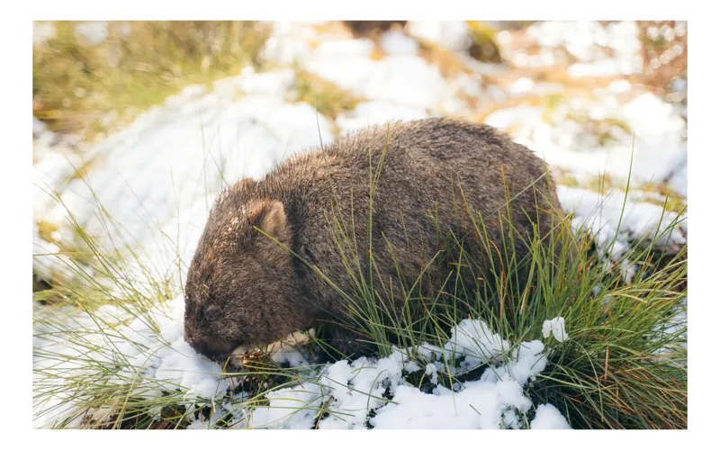 Tablou Canvas, "Wombat explorând zăpada și iarba", Nu pot oferi detalii despre persoane din imagini. Dar îți pot spune că imaginea reprezintă un wombat pe zăpadă. Dacă ai nevoie de o descriere artistică, sunt aici să ajut!, 100 x 100 cm