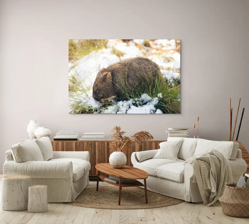 Tablou Canvas, "Wombat explorând zăpada și iarba", 150 x 100 cm – poza 3