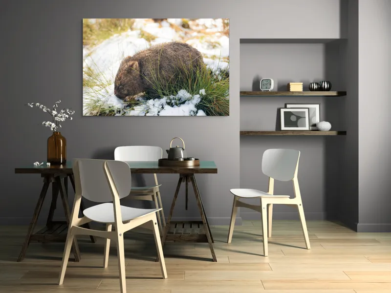 Tablou Canvas, "Wombat explorând zăpada și iarba", 150 x 100 cm – poza 5