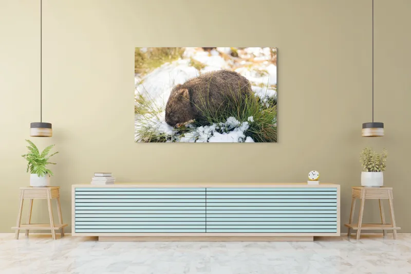 Tablou Canvas, "Wombat explorând zăpada și iarba", 150 x 100 cm – poza 6