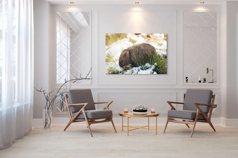 Tablou Canvas, "Wombat explorând zăpada și iarba", 150 x 100 cm – poza 7