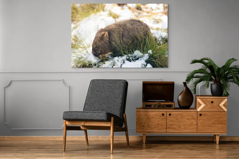 Tablou Canvas, "Wombat explorând zăpada și iarba", 150 x 100 cm – poza 8