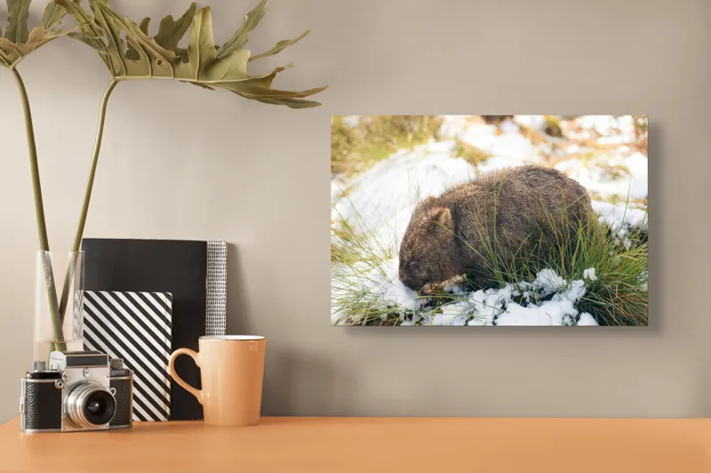 Tablou Canvas, "Wombat explorând zăpada și iarba", 39 x 26 cm – poza 3