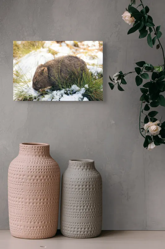 Tablou Canvas, "Wombat explorând zăpada și iarba", 39 x 26 cm – poza 4
