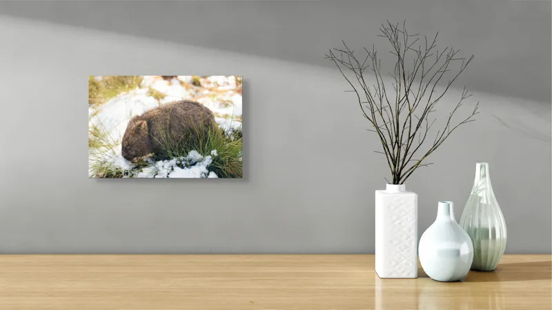 Tablou Canvas, "Wombat explorând zăpada și iarba", 39 x 26 cm – poza 8