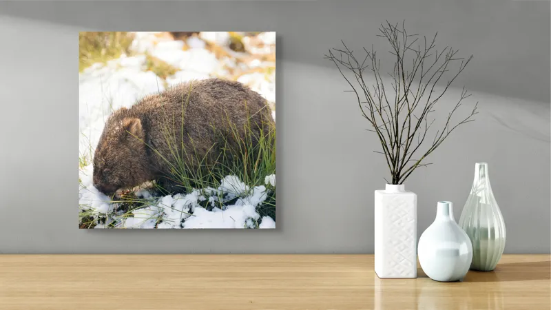 Tablou Canvas, "Wombat explorând zăpada și iarba", 50 x 50 cm – poza 3