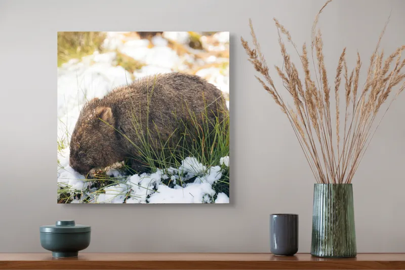 Tablou Canvas, "Wombat explorând zăpada și iarba", 50 x 50 cm – poza 4