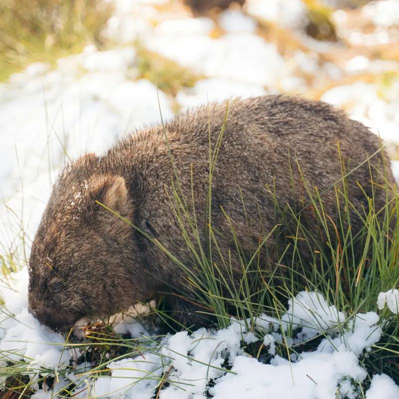 Tablou Canvas, "Wombat explorând zăpada și iarba", 50 x 50 cm – poza 2